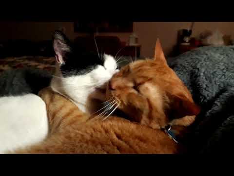 Ziggy and Marley Loving Each Other