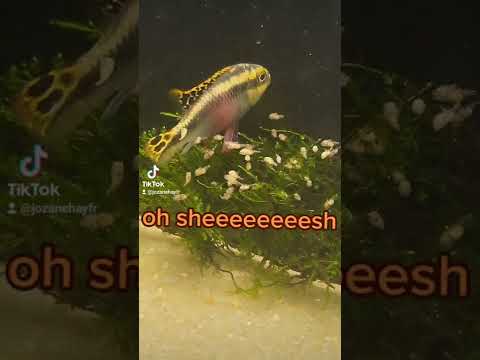 クリベンシスの母親と稚魚 #クリベンシス #赤ちゃん #シクリッド #魚飼育 #水族館 #魚 #魚室 #自然