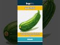 zucchini (noun) - definition and usage in English