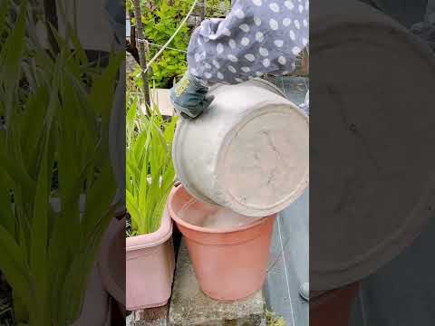 植物の乾燥土壌に対する最も重要な指標 庭の練習