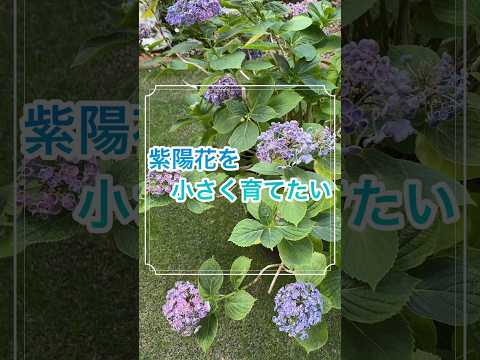  2月のアジサイの剪定：豪華な花を咲かせるには？  庭園