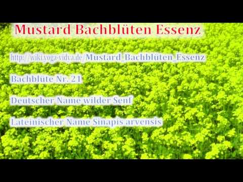 Mustard Bachblüten Essenz