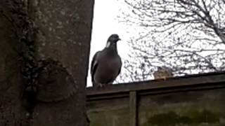 Wood Pigeon on Fence