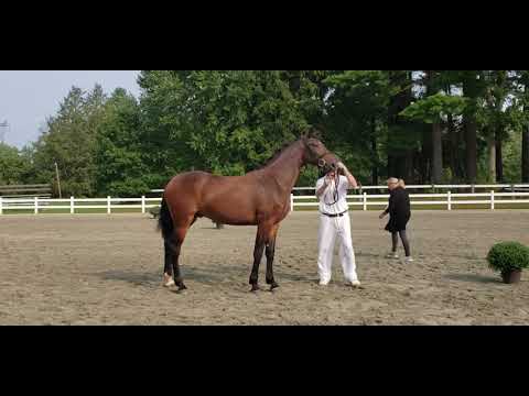 Oxygen MG (Impressive VDL - Crespo VDL) Series Champion run 9-12-2021