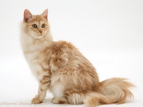 Everything You Must Know Before Adopting a Turkish Angora | Turkish Angora Cat Breed