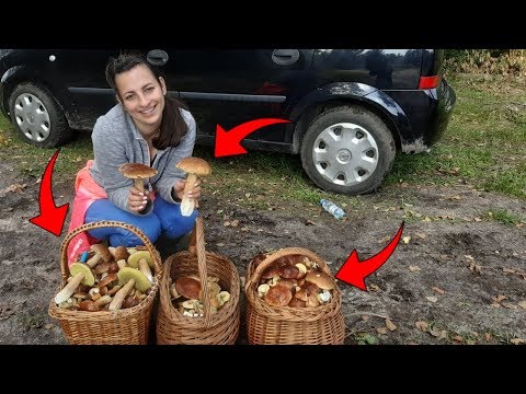 Wysyp Grzybów 2019 ☆Grzybobranie z Narzeczoną! ☆Reakcja Babci Na Prawdziwki