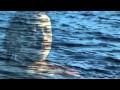 Jets Overhead - I Should Be Born