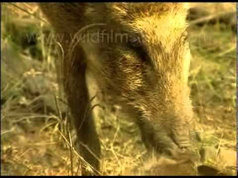 Wild boar eating her own piglet!