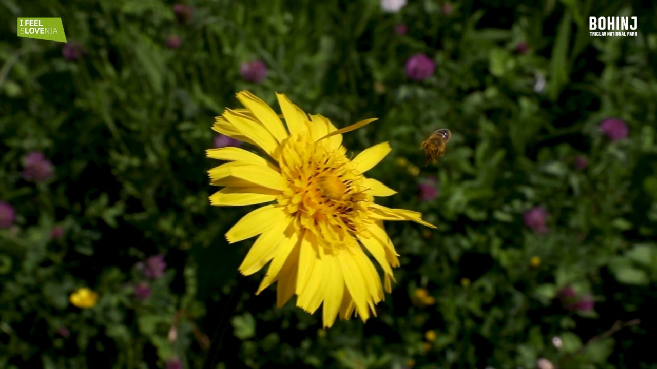 Alpsko cvetje v Bohinju // Wild Flowers of Bohinj