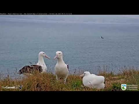 Family Reunion At Royal Albatross Nest | DOC | Cornell Lab – April 12, 2021