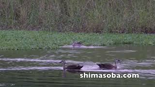 レンカク、リュウキュウコノハズク、アカショウビン(動画あり)