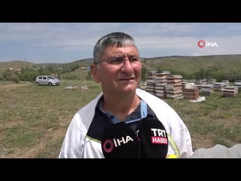 Gezgin arıcılar zengin floralı Bozok Yaylası’nı tercih ediyor