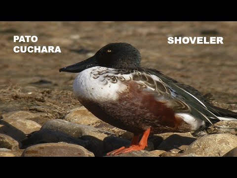 PATO CUCHARA | SHOVELER | Anas clypeata