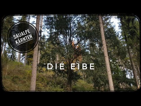 Die Eibe/ Taxus baccata