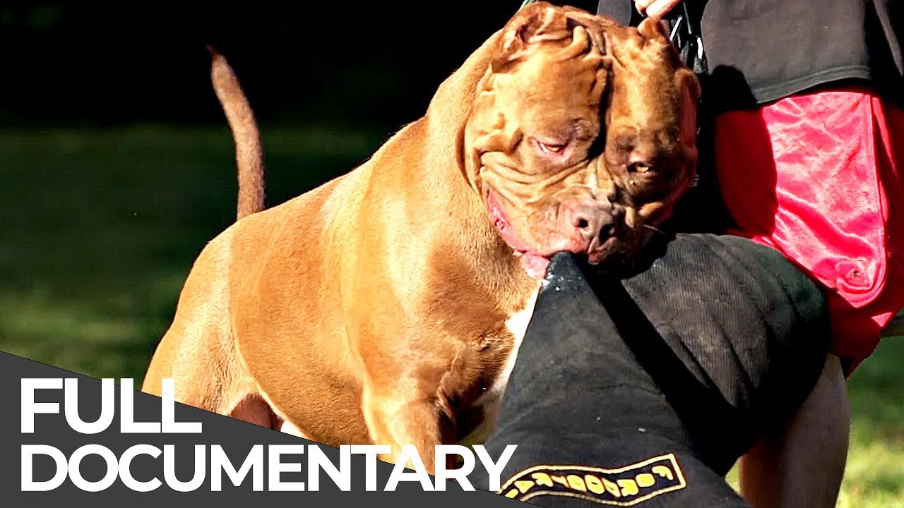 Giant Dog: The biggest pitbull in the world | Free Doc Bites