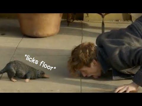 send this to someone who hasn't watched fantastic beasts before