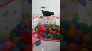 #cat   #catshorts #猫のいる暮らし #猫動画  #猫 #貓 #可愛い #搞笑 #funny #kucing #kucinglucu