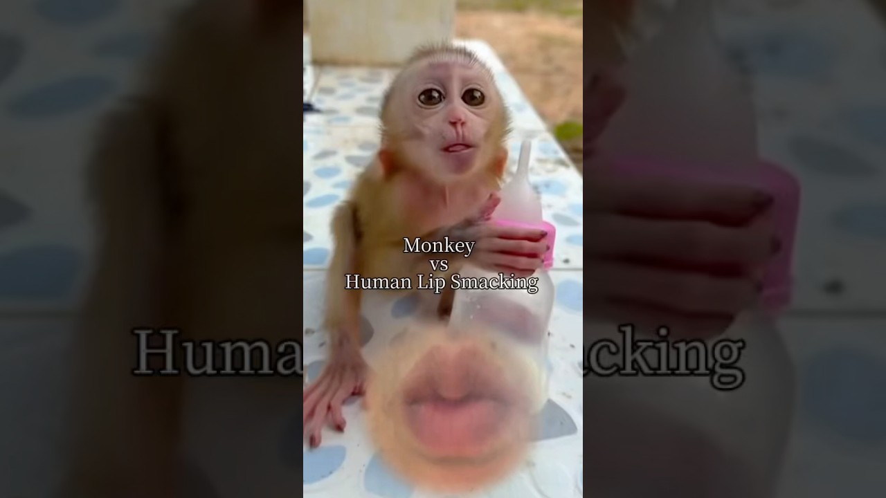 Monkey vs Human Lip Smacking