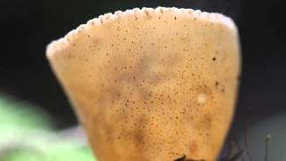 Cup Fungi Spore Release