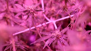 HOW TO REMOVE POWDERY MILDEW ON CANNABIS PLANTS (FLOWERING STAGE)