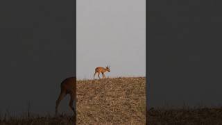 Bockjagd in MV 🦌 Blattzeit und die Böcke springen! #bockjagd #jagd #wild #natur
