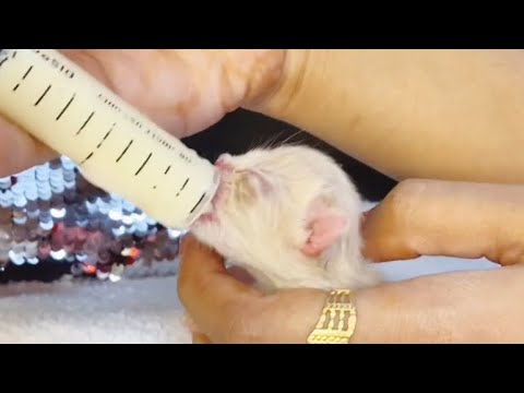 How to syringe feed kittens |new born kitten care |spa |grooming |cats and kittens |cutecat kittens