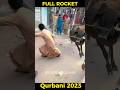 Rocket Karachi Cow Mandi Bakra Eid 2023 Shorts CowMandi AngryBirds