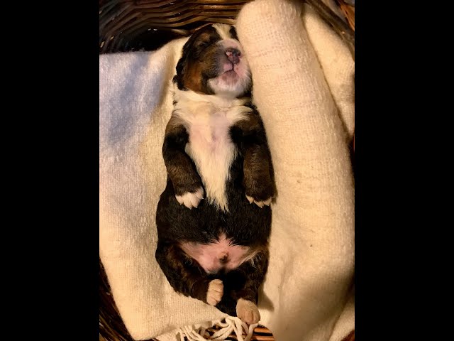 F1  tri colour hypoallergenic Bernedoodle in Dogs & Puppies for Rehoming in Calgary