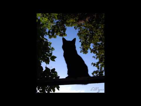 Dash Berlin ft Cerf, Mitiska & Jaren - Man On The Run