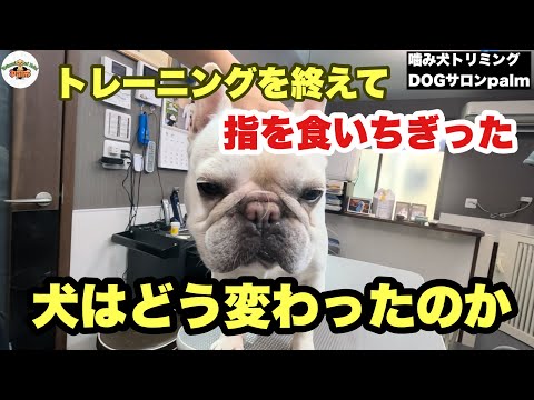 フレンチブルドッグ