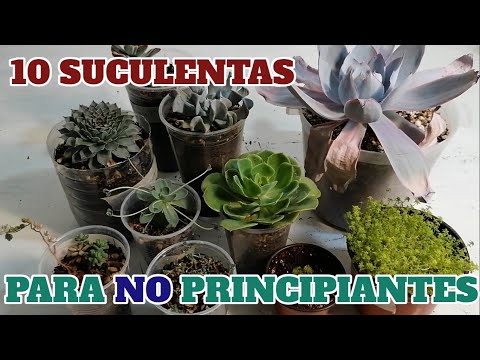 , title : '10 suculentas no perfectas  para principiantes nuevos donsuculento'