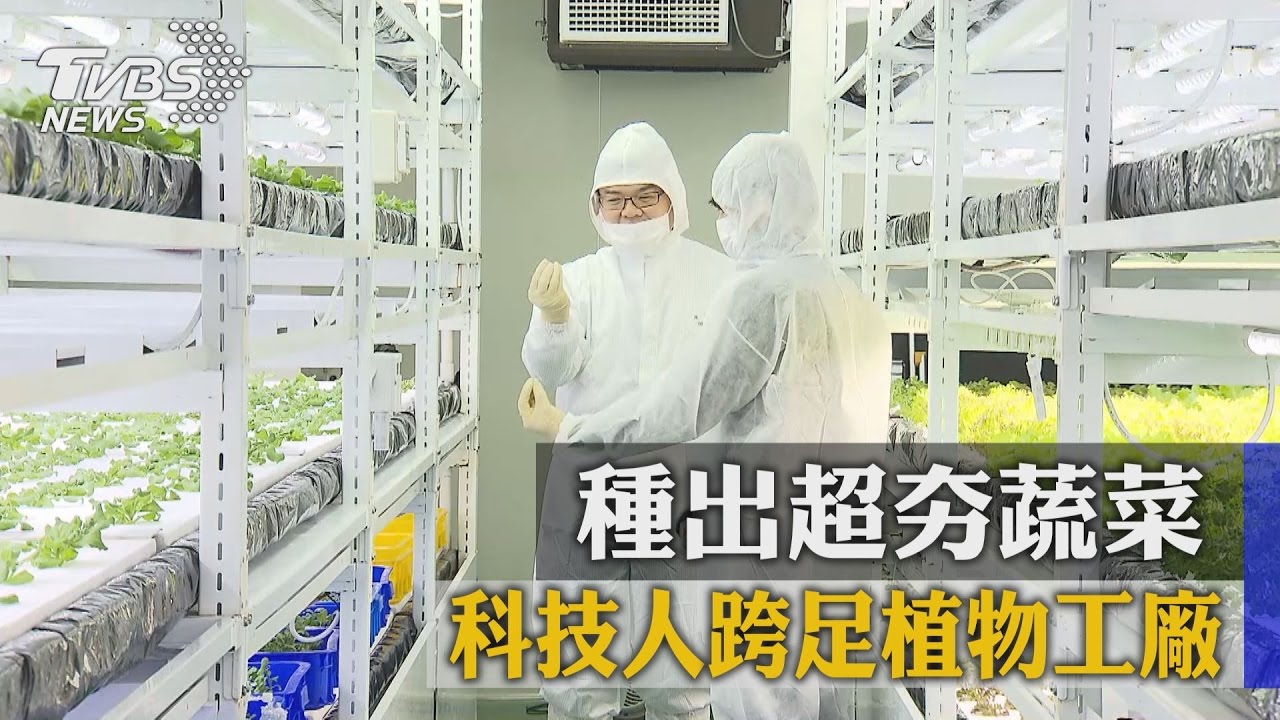 科技人跨足植物工廠 種出超夯蔬菜