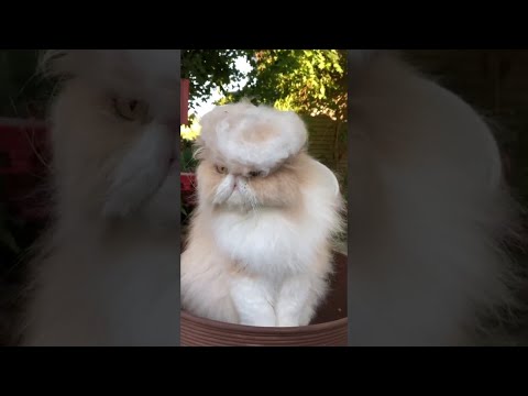 Cat Doesn't Care for Obviously Ugly Toupee || ViralHog