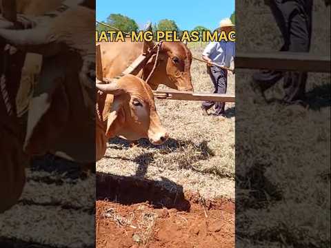 OS AMIGOS ARANDO TERRA EM BORDA DA MATA-MG