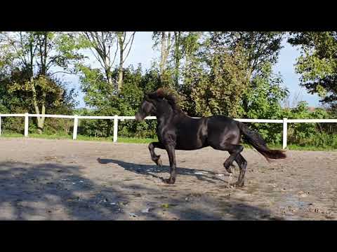 Stal Okkema's Harm - Tsjalle x Beart - stallion - 2018