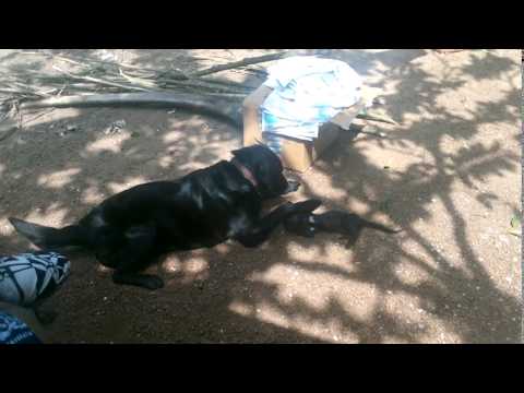 Black Labrador Retriever Playing With Black cat.