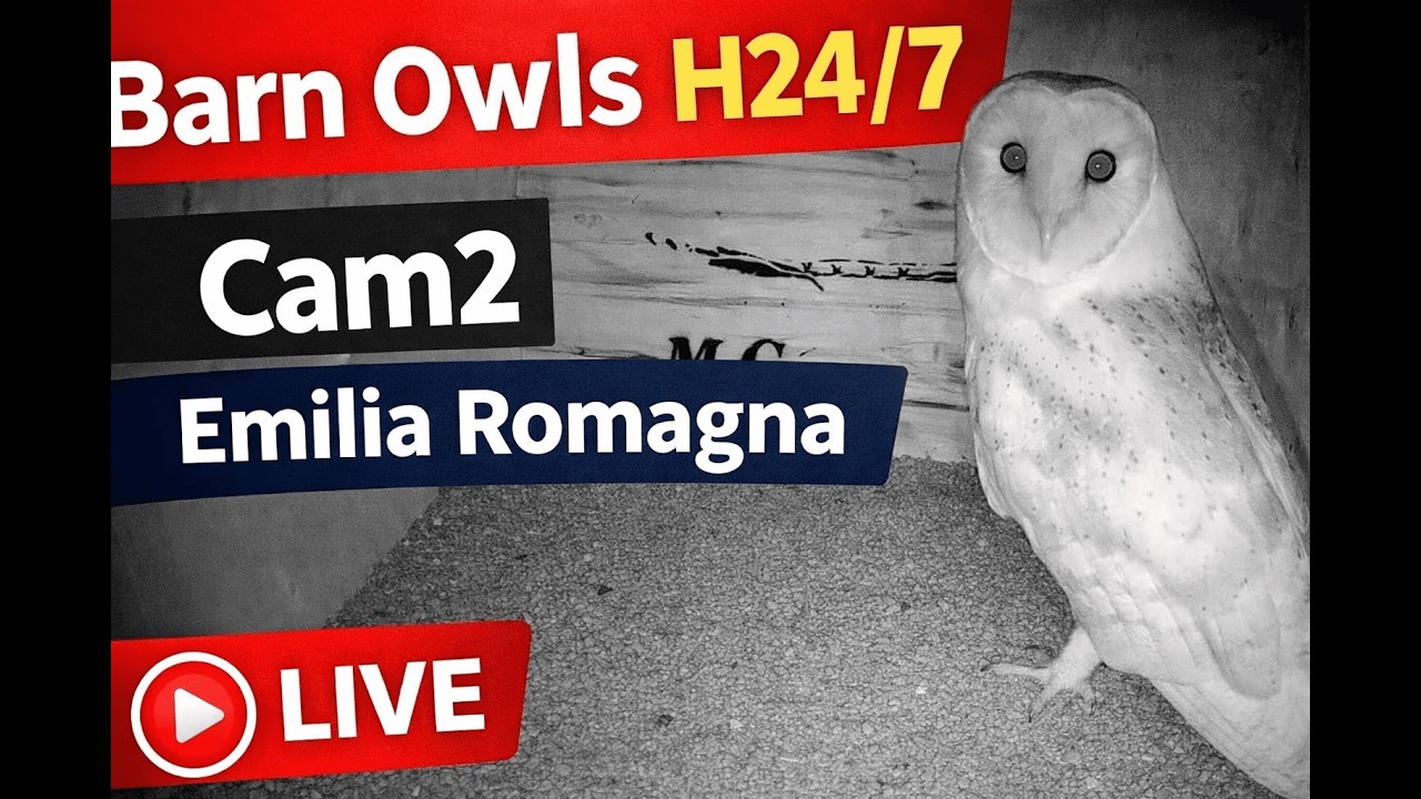 Live webcam view of Barn Owl Nest Interior Cam