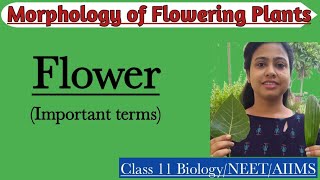 Flowering Plants | Flower - Important terms | Morphology of Flowering Plants | Class 11 Biology/NEET
