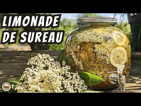 Recette Eau pétillante à la fleur de sureau
