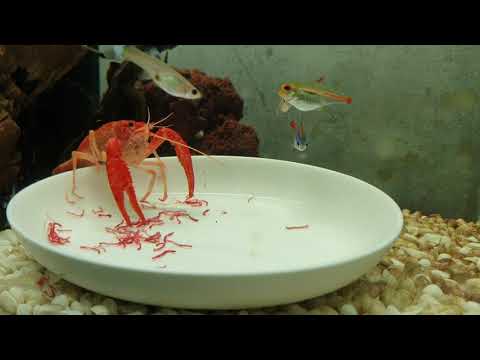 Neon red crayfish eating bloodworm
