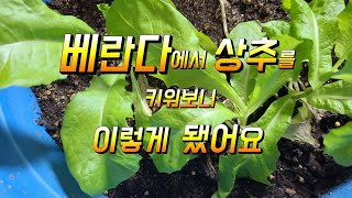 베란다에서 상추키우기 도전 이렇게 됐네요 왠만하면 키우지 마세요