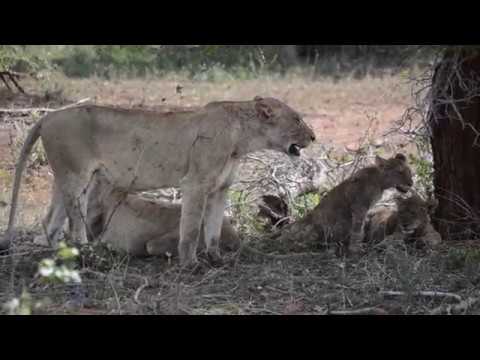 Hungry Lion Cubs Waiting for Food