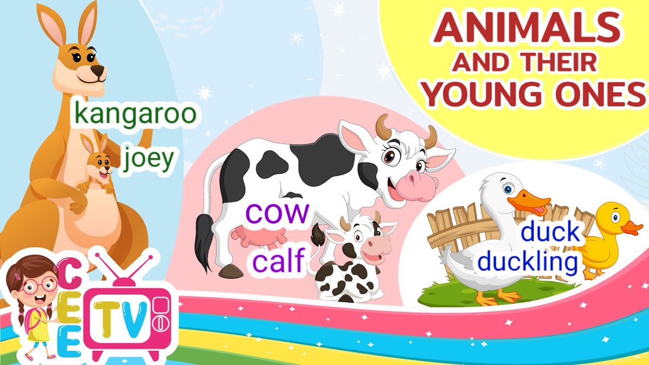 Animals and their Young Ones | Animals and their Babies - Cow, Duck, Kangaroo, Sheep and Many More.