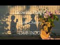 Cold Cherry Growing Pain 2 OST The Heirs SUB INDO