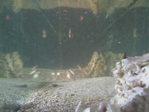 Astyanax fasciatus mexicanus