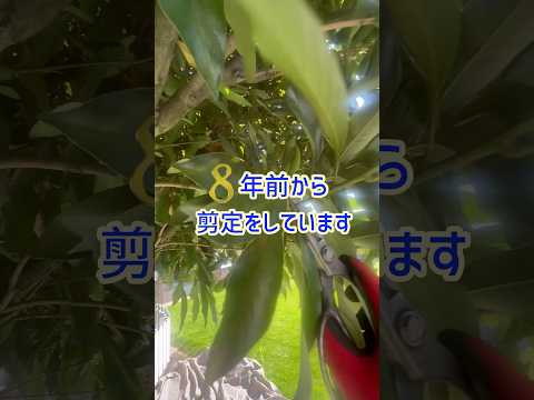 絶対知っておきたい4月・5月に剪定してはいけない植物8選  庭園