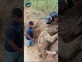 Man Pulls Baby Elephant Out Of An Abandoned Well Elephant Wildlife Animals