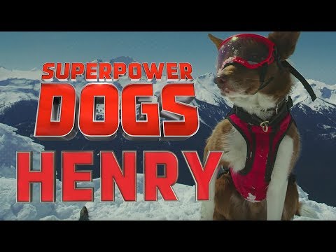 Filming Henry, the amazing Canadian avalanche rescue dog | Superpower Dogs