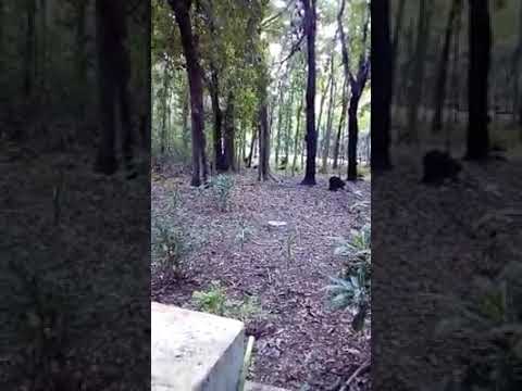 Ahalepola adikaramge sohona...............