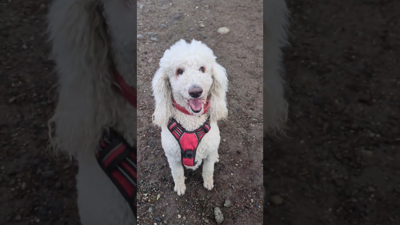 新緑の季節が近づいたドッグランでいつものルーティン。 #スタンダードプードル #犬動画 #dog